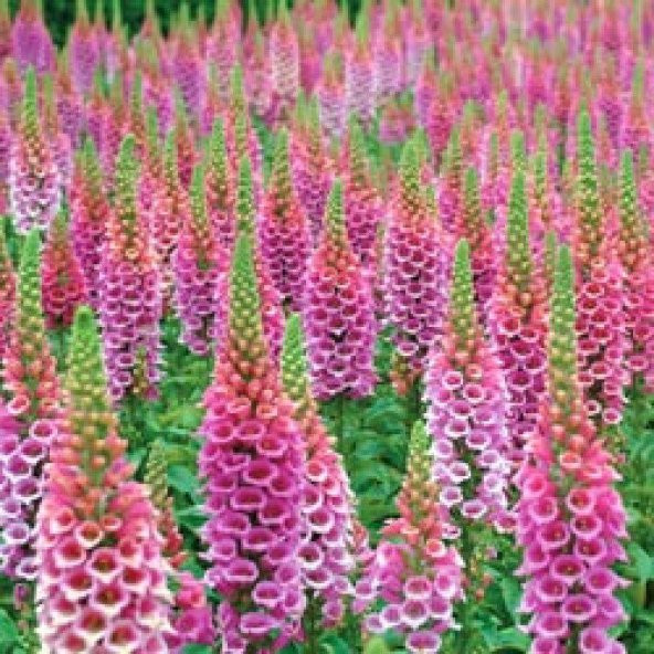 Karışık Yüksük Otu Çiçeği Tohumu 10 Tohum+Saksı+Toprak +Hediye To - Resim 3