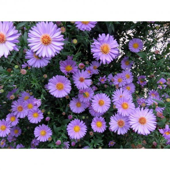 Dilber Kirpiği Çiçeği Tohumu Çiçek Tohumu 10Tohum +Saksı+Toprak+H - Resim 3