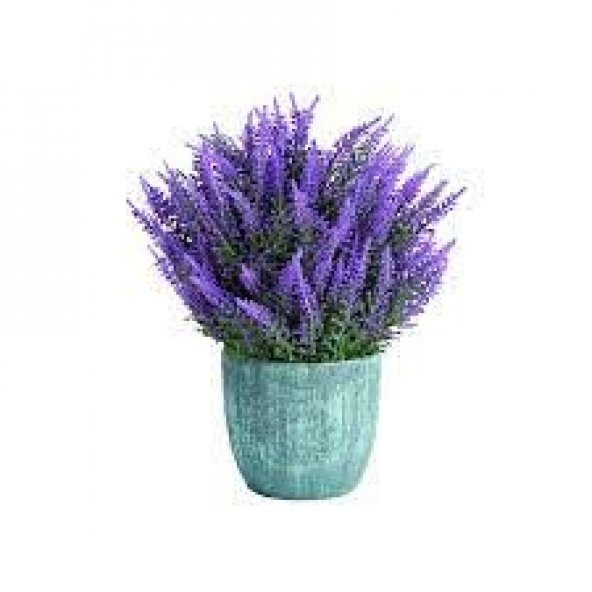 Lavanta Çiçeği Tohumu Çiçek Tohumu 30 Adet Tohum + Hediye Tohum - Resim 4