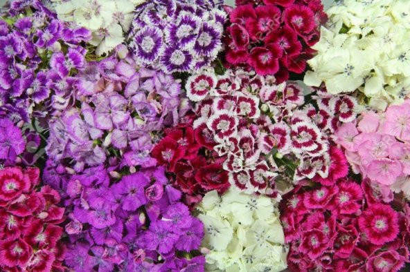 Çin Karanfili Çiçeği Tohumu Çiçek Tohumu 10 TohumSaksı ToprakH - Resim 3