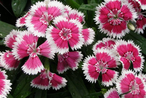 Çin Karanfili Çiçeği Tohumu Çiçek Tohumu 10 TohumSaksı ToprakH - Resim 4