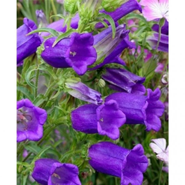 Çan Kadehi Çiçeği Tohumu Çiçek Tohumu 10 Tohum+Saksı+Toprak+Hediy - Resim 3