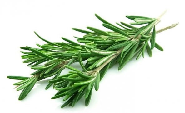 Biberiye Tohumu Rosmarinus Tohumu 25 Tohum + Süpriz Hediye Tohumu ürün görseli