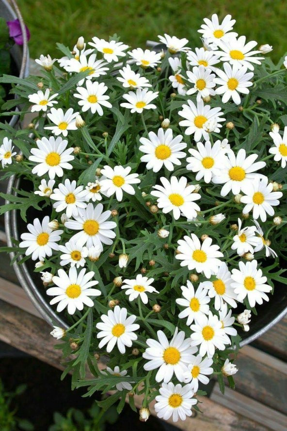 Eko Paket Papatya Çiçeği Tohumu Beyaz Papatya Tohumu 100 Tohum + - Resim 2