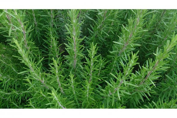 Biberiye Tohumu Rosmarinus Tohumu 25 Tohum + Süpriz Hediye Tohumu - Resim 2