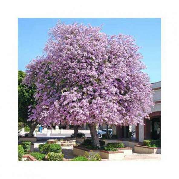 Orkide Ağacı Tohumu Pembe Orkide Ağacı Tohumu 5 Tohum +Hediye Toh - 3