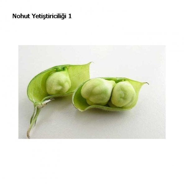 Eko Paket Yeni Mahsül Geleneksel Nohut Tohumu 150 Tohum+Hediye To - Resim 2