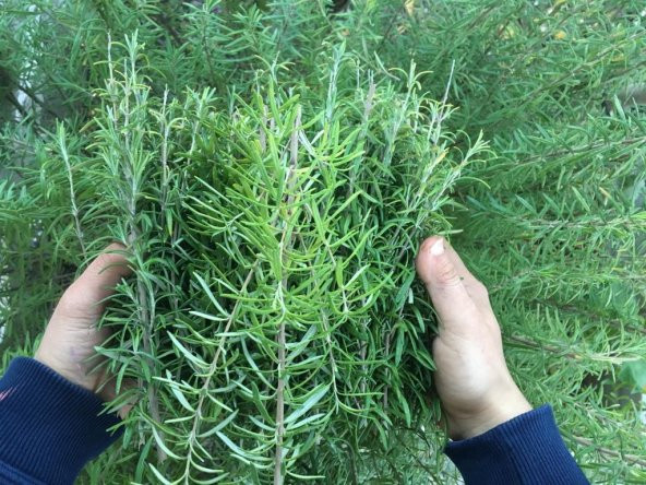 Biberiye Tohumu Rosmarinus Tohumu 25 Tohum + Süpriz Hediye Tohumu - Resim 3