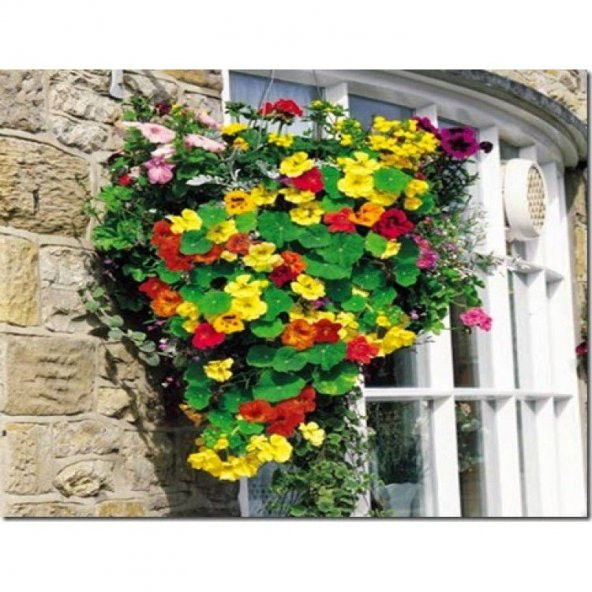 Latin Çiçeği Tohumu Çİçek Tohumu 10 Tohum+Saksı+Toprak+Hediye Toh ürün görseli