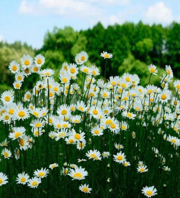 Süper Paket Dev Beyaz Papatya Çiçeği Tohumu 300 Tohum+Hediye Tohu - Resim 5