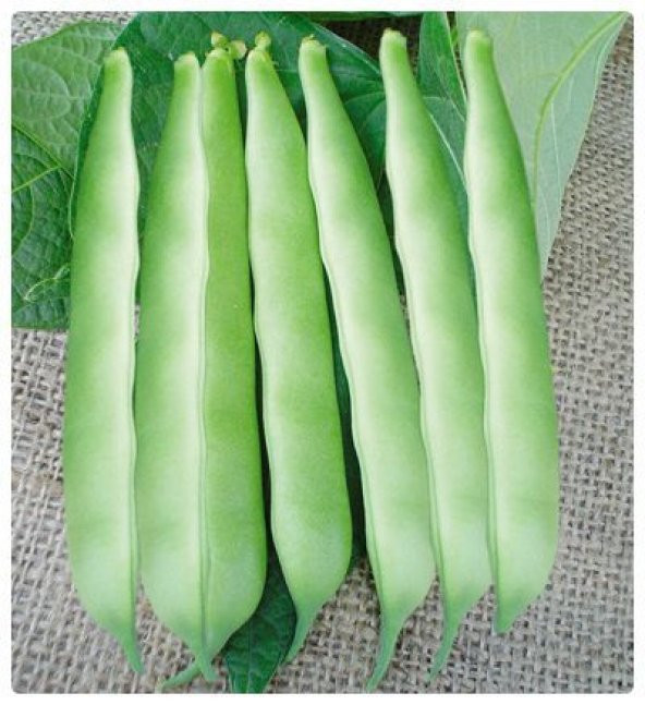 Eko Paket İstanbul Boncuk Ayşe Kadın Fasulye Tohumu 100 Tohum+Hed - Resim 2