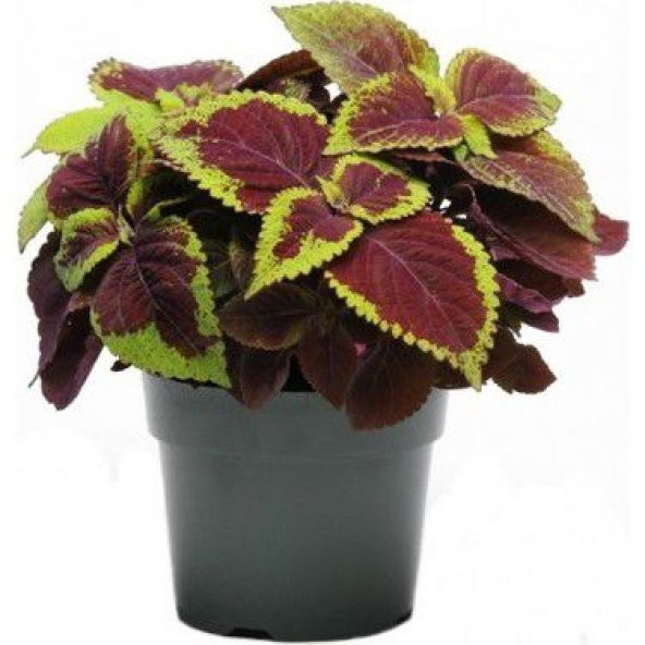 Yaprak Güzeli Çiçeği Tohumu Kolyos Çiçeği Tohumu 10 Tohum+Hediye ürün görseli