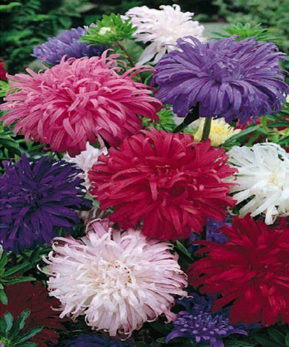 Tavuskuşu Papatyası Tohumu 10 Tohum + Saksı +Toprak+Hediye Tohum ürün görseli 1