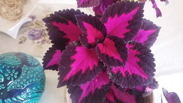 Yaprak Güzeli Çiçeği Tohumu Kolyos Çiçeği Tohumu 10 Tohum+Hediye - Resim 2