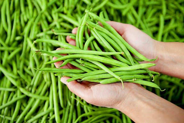 Acebek tohumu Börülce tohumu Fasulye tohumu 50 Tohum +HediyeTohum ürün görseli