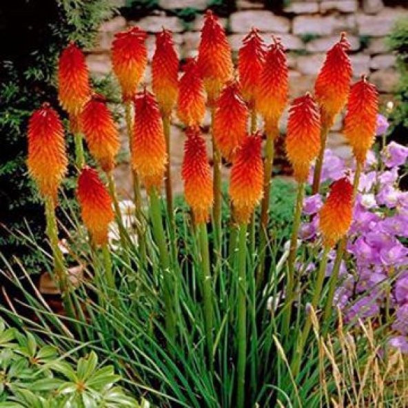 Fener Çiçeği Tohumu (Kniphofia Uvaria) Tohumu 10Tohum+Saksı+Topra - Resim 2
