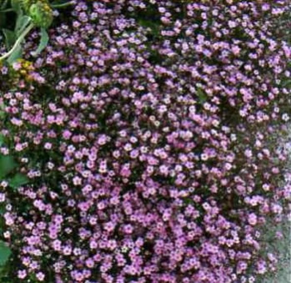 Bahar Yıldızı Çiçeği Tohumu Çiçek Tohumu 10 Adet Tohum +Hediye To - Resim 4