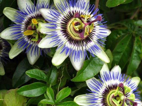 Passiflora Çiçeği Tohumu Çarkıfelek Çiçeği Thumu 3 Tohum+Hediye T - 2
