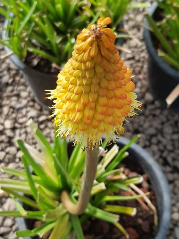 Fener Çiçeği Tohumu (Kniphofia Uvaria) Tohumu 10Tohum+Saksı+Topra - Resim 3