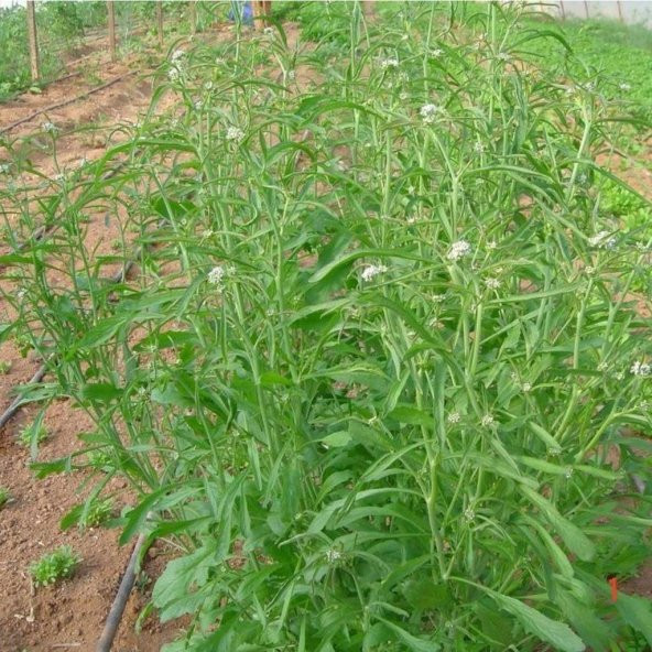 Bahçe Teresi Tohumu ( Garden Cress) 100Tohum +Hediye Tohum - 2