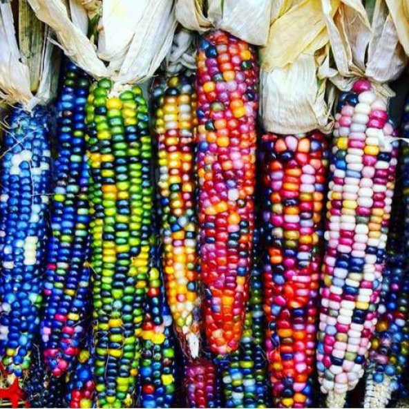 Süper Paket Renkli Hint Mısırı Tohumu 20 Tohum + Hediye Tohum ürün görseli 1