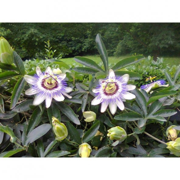 Passiflora Çiçeği Tohumu Çarkıfelek Çiçeği Thumu 3 Tohum+Hediye T - 3