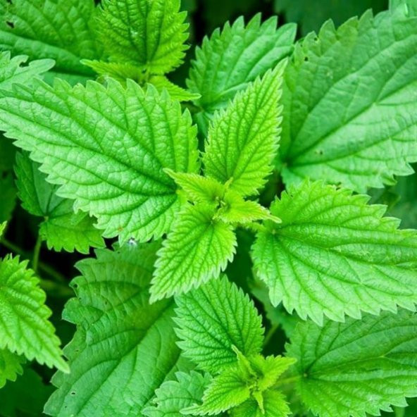 Isırgan otu tohumu 100 Tohum +Spriz Hediye Tohum - Resim 2