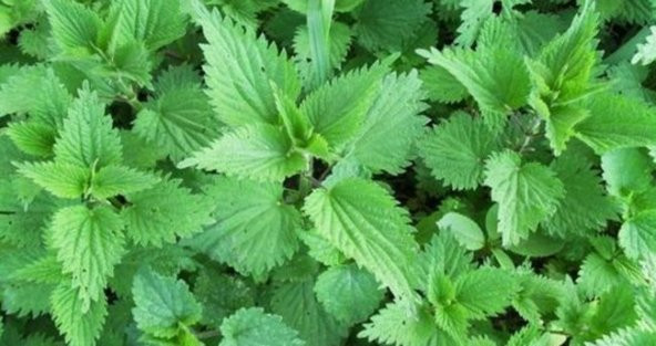 Isırgan otu tohumu 100 Tohum +Spriz Hediye Tohum - Resim 3