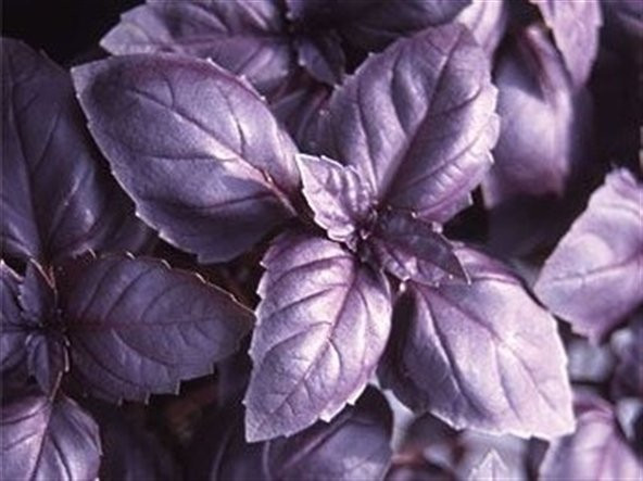 Mor Geniş Yaprak Reyhan Fesleğen Tohumu 100 Tohum + Spriz Tohum ürün görseli 1