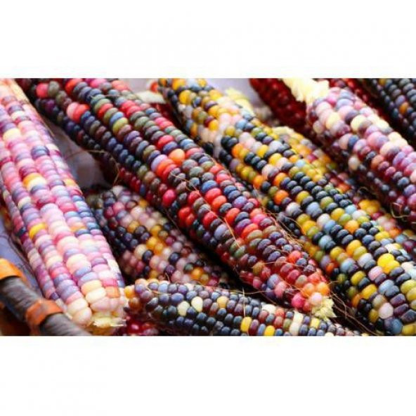 Süper Paket Renkli Hint Mısırı Tohumu 20 Tohum + Hediye Tohum - Resim 3