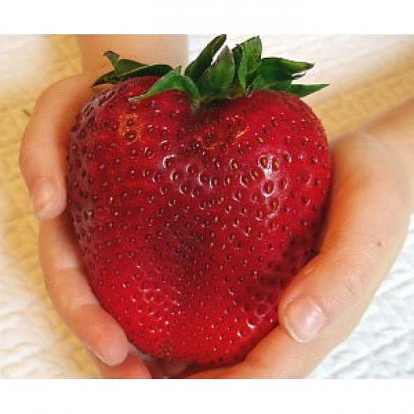 Dev Çilek Tohumu Yediveren Çillek Tohumu 10 Tohum+ Hediye Tohum ürün görseli