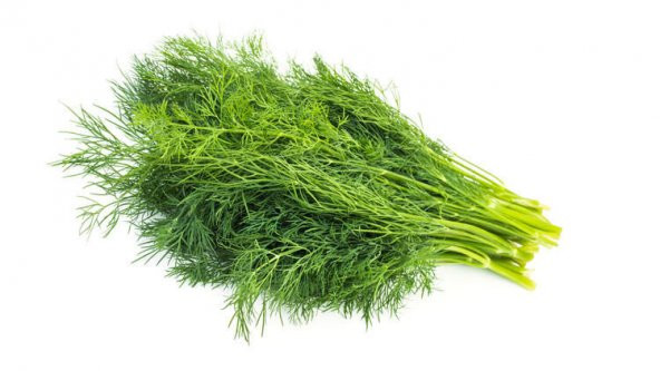 Sebze Dere Otu Tohum Dereotu Tohumu 100 Tohum + Spriz Hediye Tohu - 3