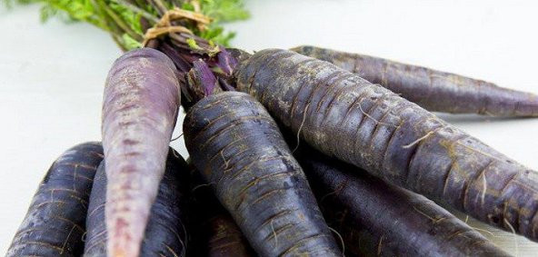 Esvet Mor Havuç Tohumu Siyah Havuç Tohumu 100 Tohum+Hediye Tohum - Resim 2