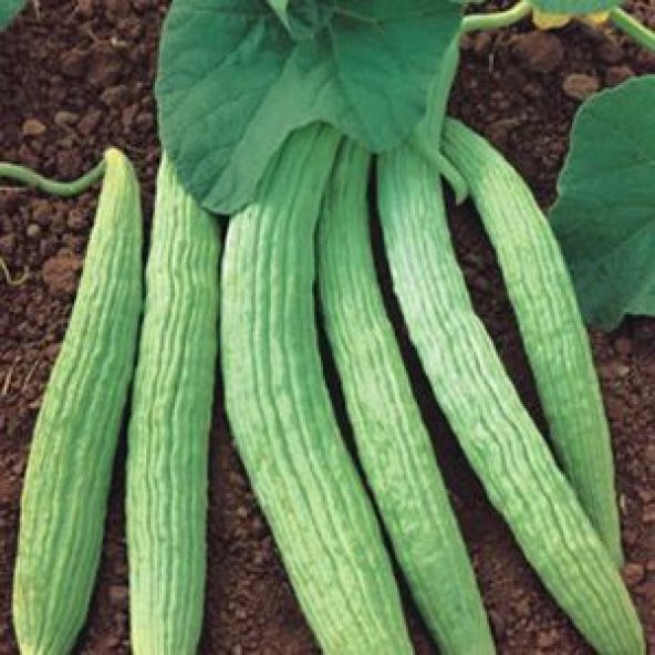 Acur Tohum Geleneksel Acur Tohumu 15 Tohum + Sürpriz Hediye Tohum ürün görseli