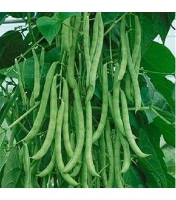 Ayşe Kadın Fasulye Tohumu Kılçıksız Ayşe Kadın 15 Tohum +Hediye T - Resim 3
