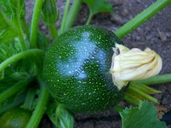 Dolmalık Topak Kabak Tohumu Kabak Tohumu - Resim 2