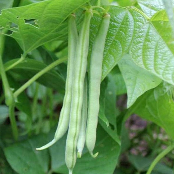 Ayşe kadın fasulye Alman Kılçıksız Fasulye Tohumu 15 Tohum+Hediye - Resim 2