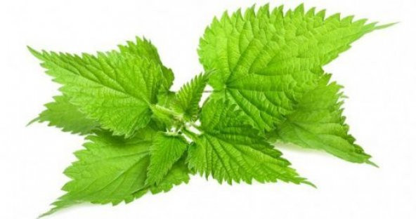 Eko Paket Isırgan otu tohumu 650 Tohum +Spriz Hediye Tohum ürün görseli