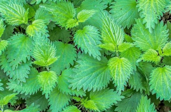 Eko Paket Isırgan otu tohumu 650 Tohum +Spriz Hediye Tohum - Resim 2