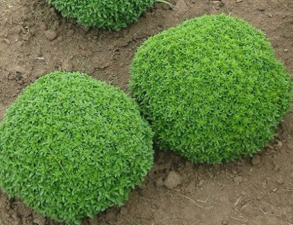 Reyhan Çiçeği tohumu Top Reyhan Fesleğen Tohumu 25 Tohum+Hediye T - Resim 3