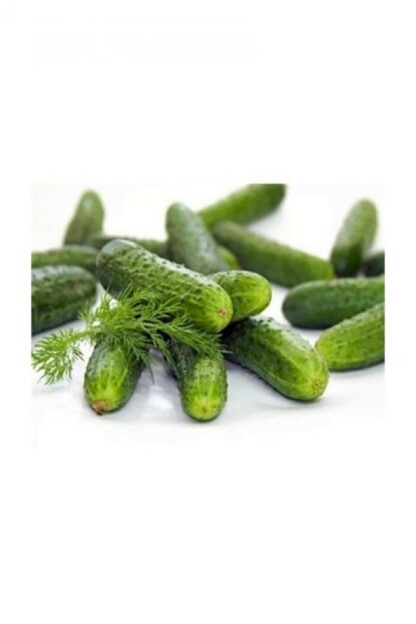 Süper Paket Yerli Kornişon Salatalık Tohumu 250 Adet Tohum+Hediye - Resim 3