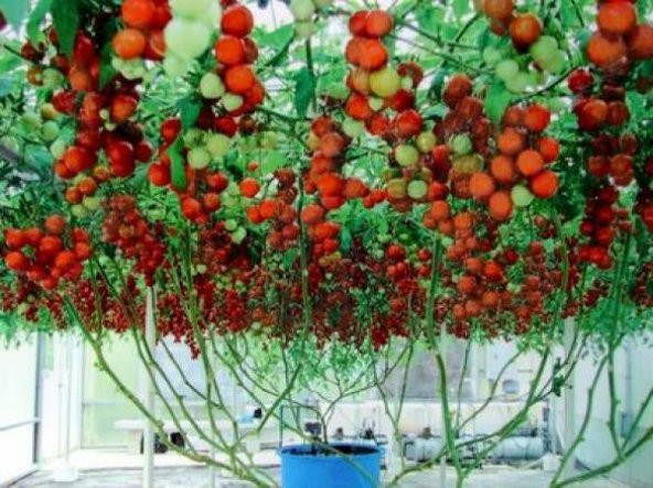 İtalyan Domates Ağacı Tohumu 5 Tohum + Hediye Tohum - 2