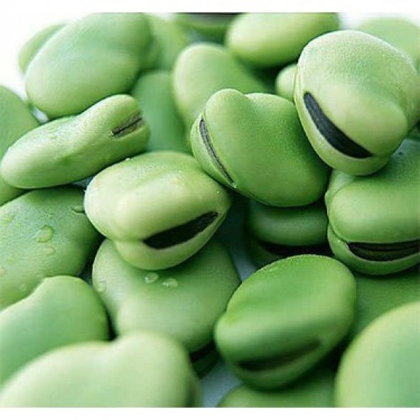 Eko Paket Yerli Sakız Bakla Tohumu 65 Dev Tohum + Hediye Tohum - Resim 2