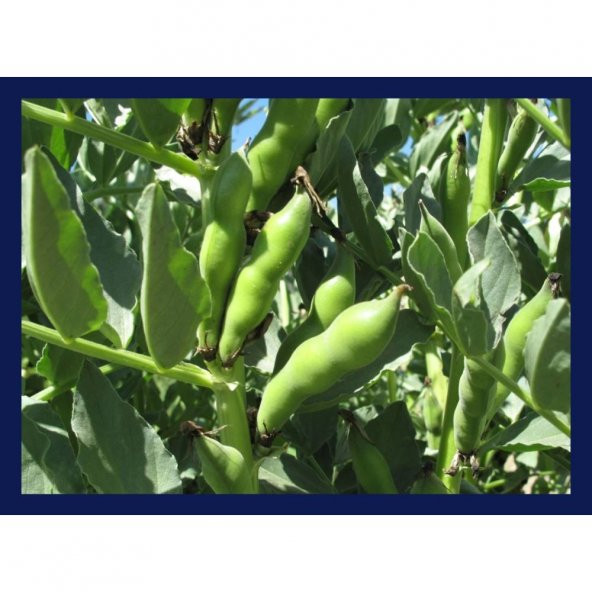 Eko Paket Yerli Sakız Bakla Tohumu 65 Dev Tohum + Hediye Tohum - Resim 3