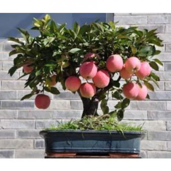 Bodur Bonsai Elma Ağacı Tohumu Elma Ağacı 5 Tohum+ Hediye Tohum - 2