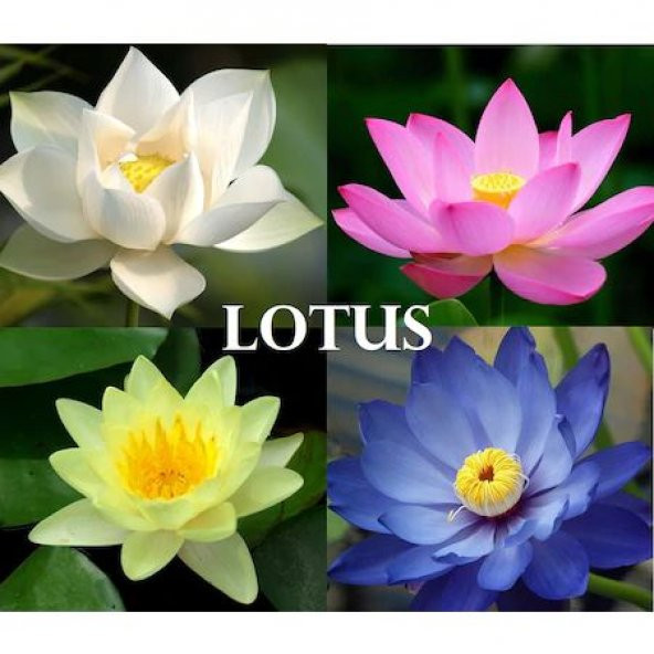 Lotus Çiçeği tohum Nilüfer Çiçeği Tohumu 1 Tohum + Spriz Hediye T - 2