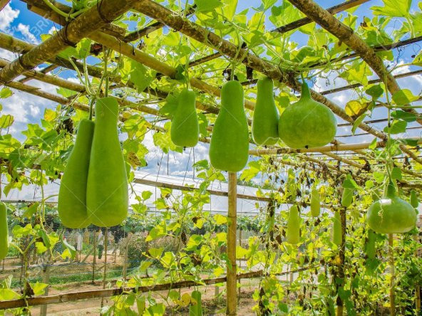 Çin Kavunu Tohumu wax Guard Tohumu 5 Tohum +Hediye Tohum - 2