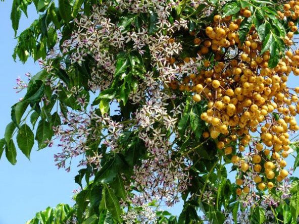 Tespih Ağacı Tohumu Mellia Azadarach Tohumu 15 Tohumu Hediye Tohu