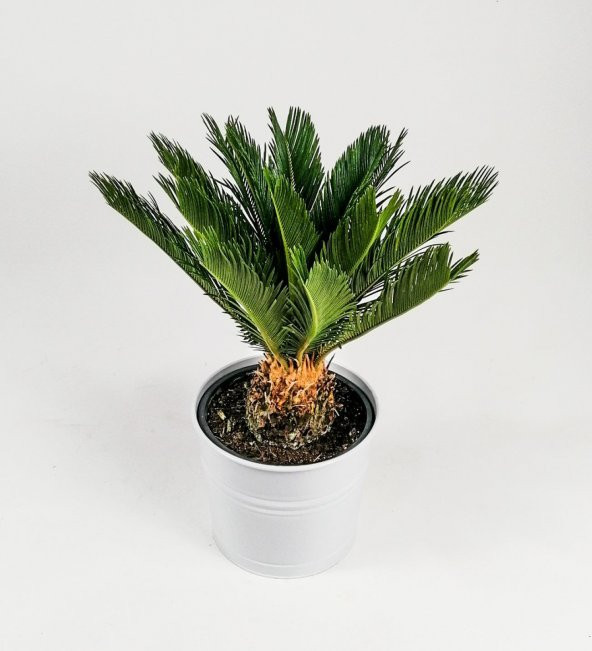 Cycas Ağacı Tohumu Sikas Ağacı Tohumu 3 Tohum +Hediye Tohum - 1