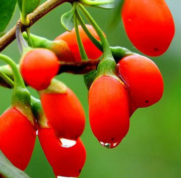 Goji Berry Tohumu Gojiberry Tohumu 15 Tohum + Hediye Tohum - Resim 3